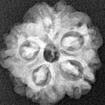 1MK(Underdeveloped) 19.1mm 2.36gm - Xray