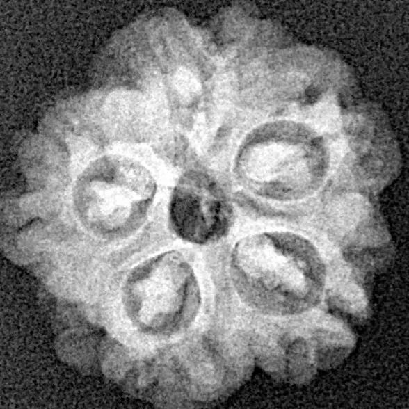 1MK(Underdeveloped) 19.1mm 2.36gm - Xray