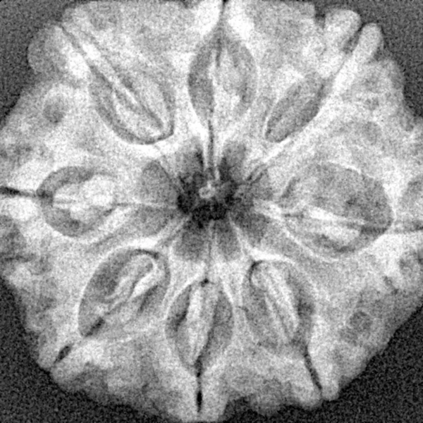 8 Mukhi Rudraksha 28.3mm 5.97gm - Xray