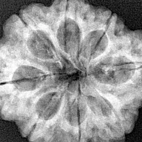 8 Mukhi Rudraksha 28.1mm 6.39gm - Xray