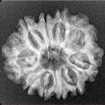 10 Mukhi Rudraksha 24.4mm 3gm - Xray