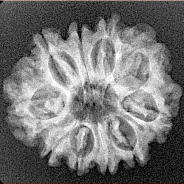 10 Mukhi Rudraksha 24.4mm 3gm - Xray