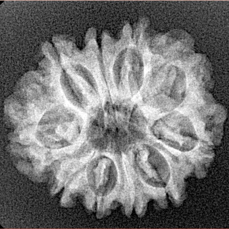 10 Mukhi Rudraksha 24.4mm 3gm - Xray