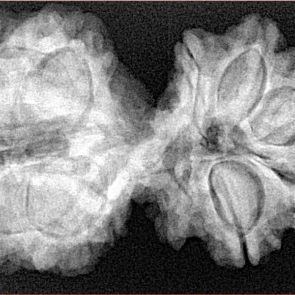 10 Mk Gaurishankar 37mm 7.7gm - Origin: Nepal - Xray