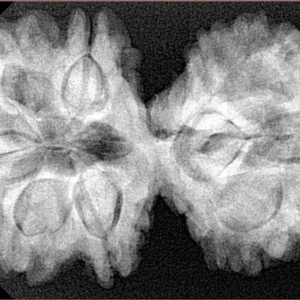 10 Mk Gaurishankar 40mm 8.26gm - Xray