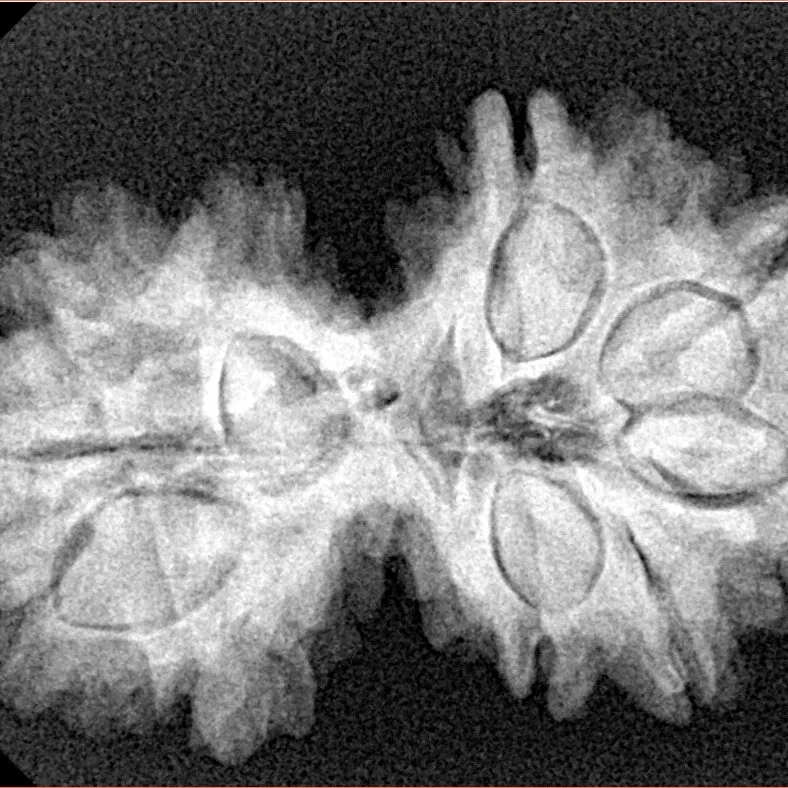 10 Mukhi G.S & Ganesh 35mm 5.32gm - Xray