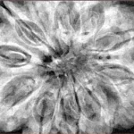 12 Mukhi Rudraksha 34.7mm 9.13gm - Xray