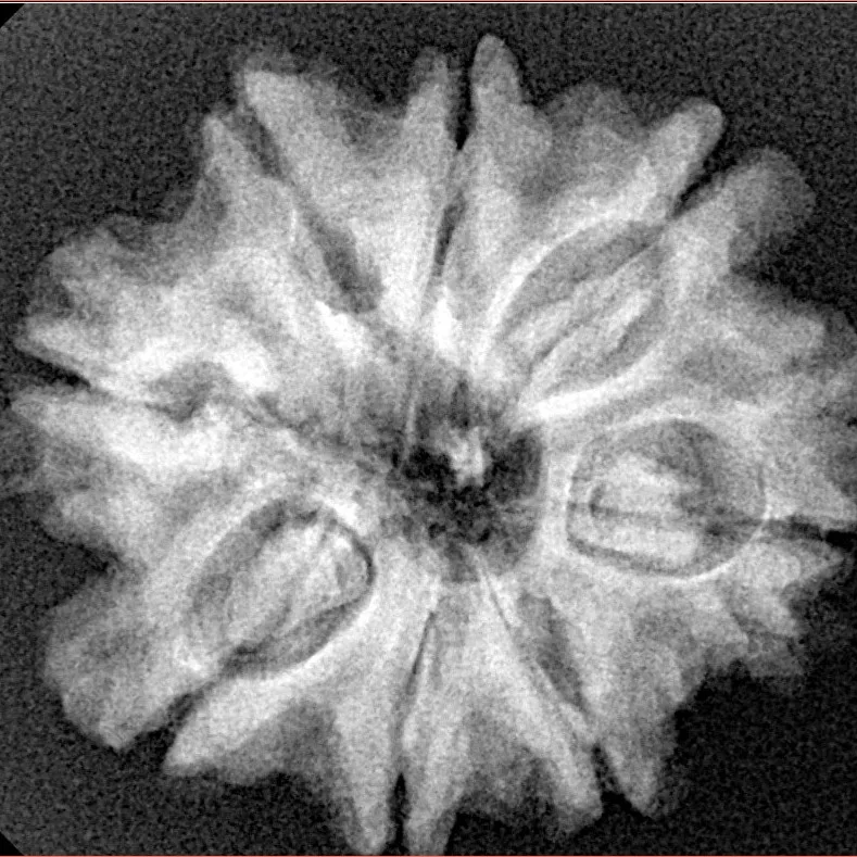 8 Mukhi Rudraksha 26.6mm 4.94gm - Xray
