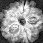 1MK(Underdeveloped) 18.1mm 2gm - Xray