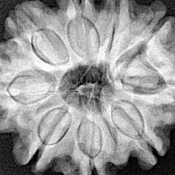 9 Mukhi Rudraksha 29.9mm 6.83gm - Xray