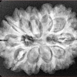 11 MK Gaurishankar 29.5mm 5.66gm - Xray