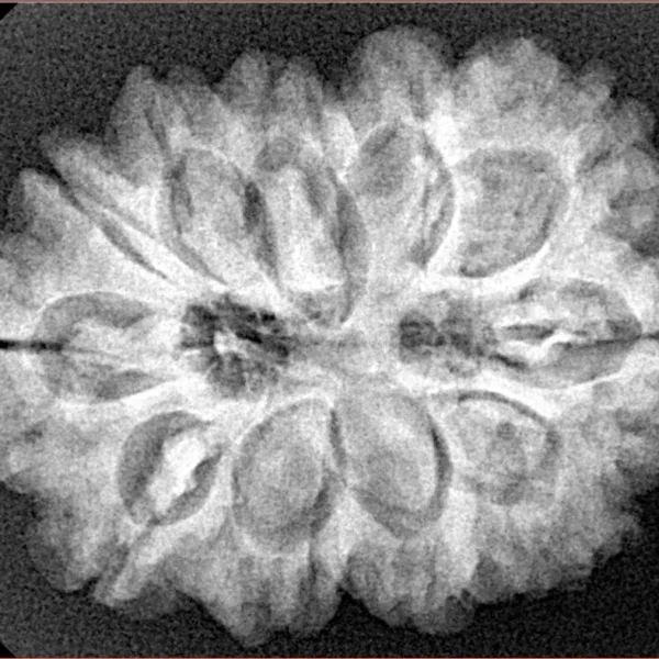 11 MK Gaurishankar 29.5mm 5.66gm - Xray
