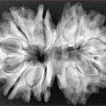 13 MK Gaurishankar 32.1mm 6gm - Xray