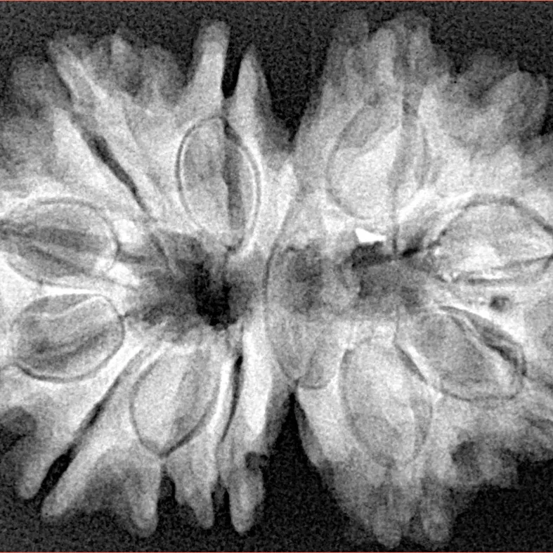 13 MK Gaurishankar 32.1mm 6gm - Xray