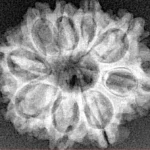 9 Mukhi Rudraksha 24.5mm 3.5gm - Xray