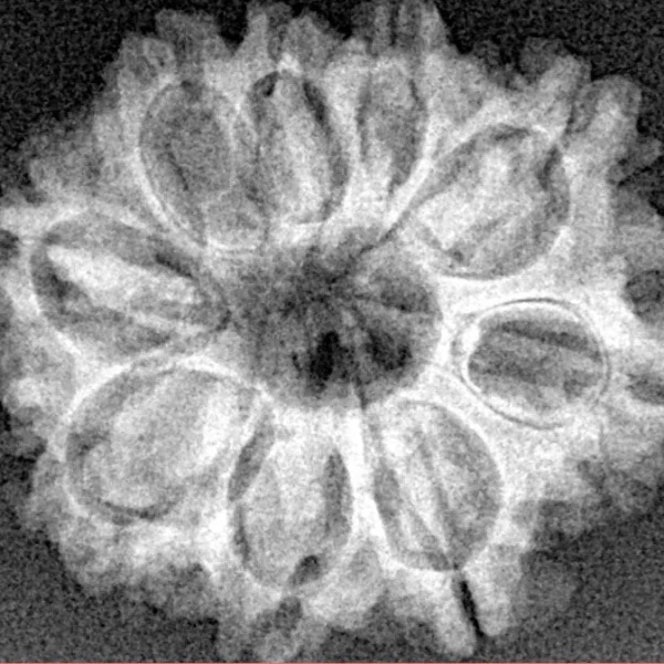 9 Mukhi Rudraksha 24.5mm 3.5gm - Xray