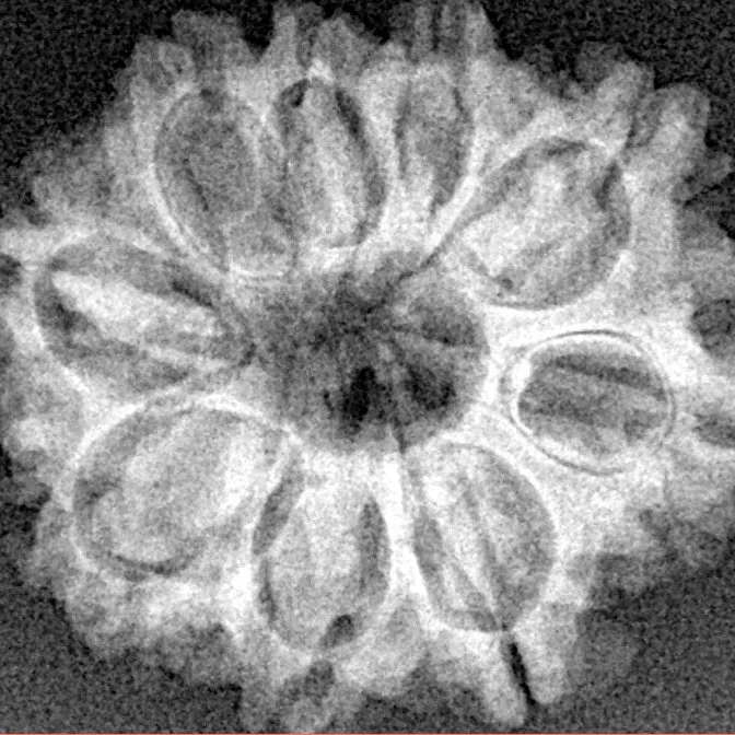 9 Mukhi Rudraksha 24.5mm 3.5gm - Xray