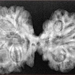 9 MK Gaurishankar 38.6mm 6.7gm - Xray