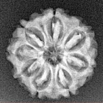 8 Mukhi Rudraksha 20.4mm 2.51gm - Xray