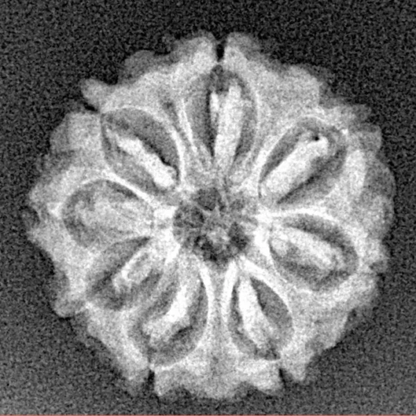 8 Mukhi Rudraksha 20.4mm 2.51gm - Xray