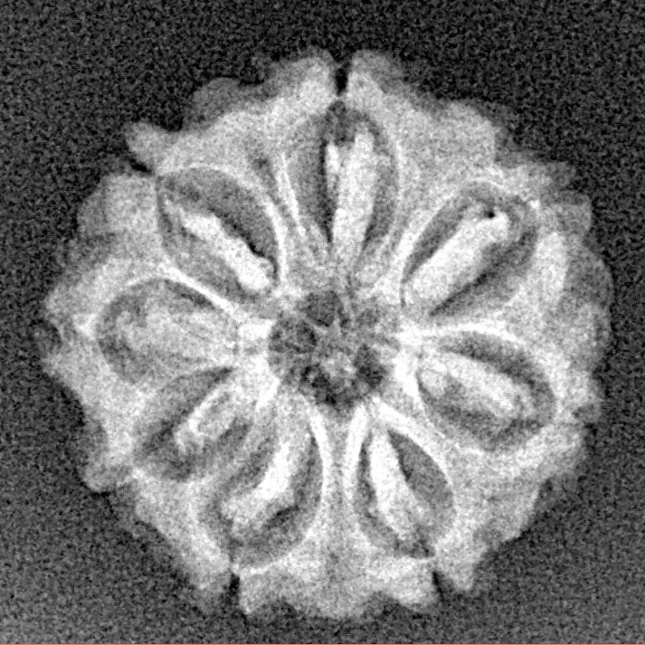 8 Mukhi Rudraksha 20.4mm 2.51gm - Xray