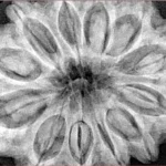 12 Mukhi Rudraksha 35.5mm 9.6gm - Origin: Nepal - Xray