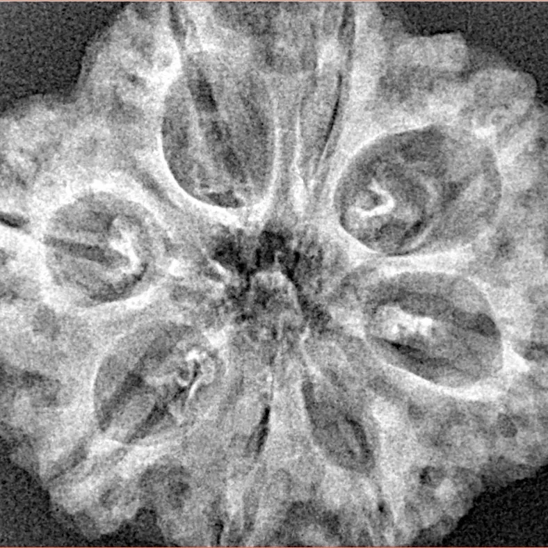 8 Mukhi Rudraksha 29.4mm 5.45gm - Xray