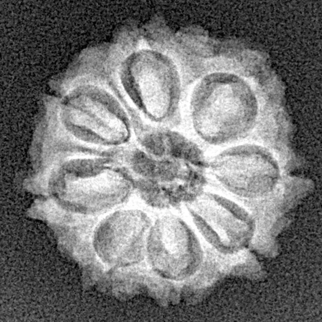 8 Mukhi Rudraksha 19.2mm 2.27gm - Xray