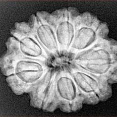 9 Mukhi Rudraksha 26.5mm 5gm - Xray