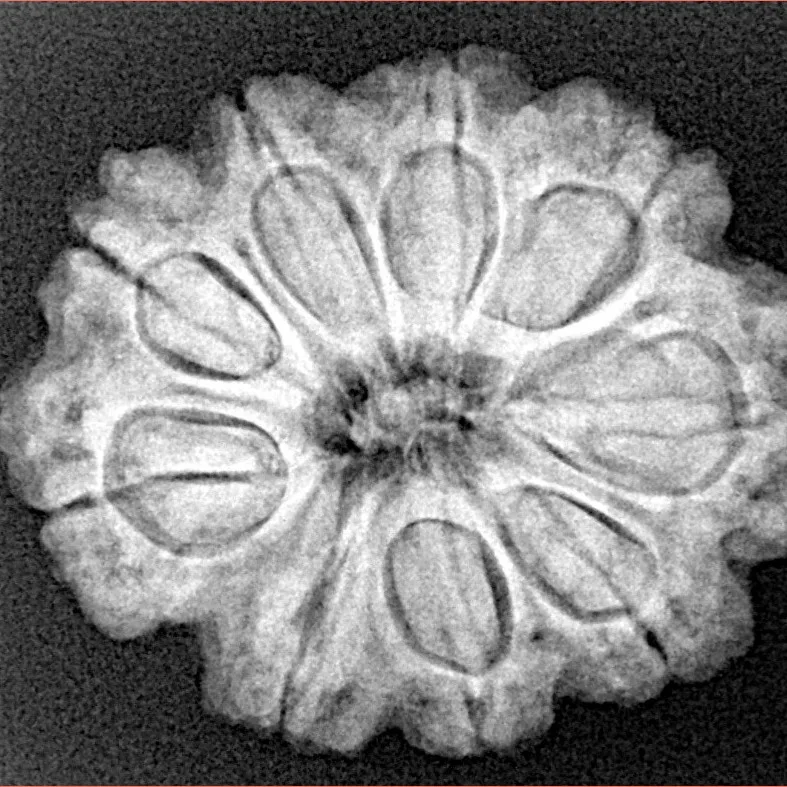 9 Mukhi Rudraksha 26.5mm 5gm - Xray