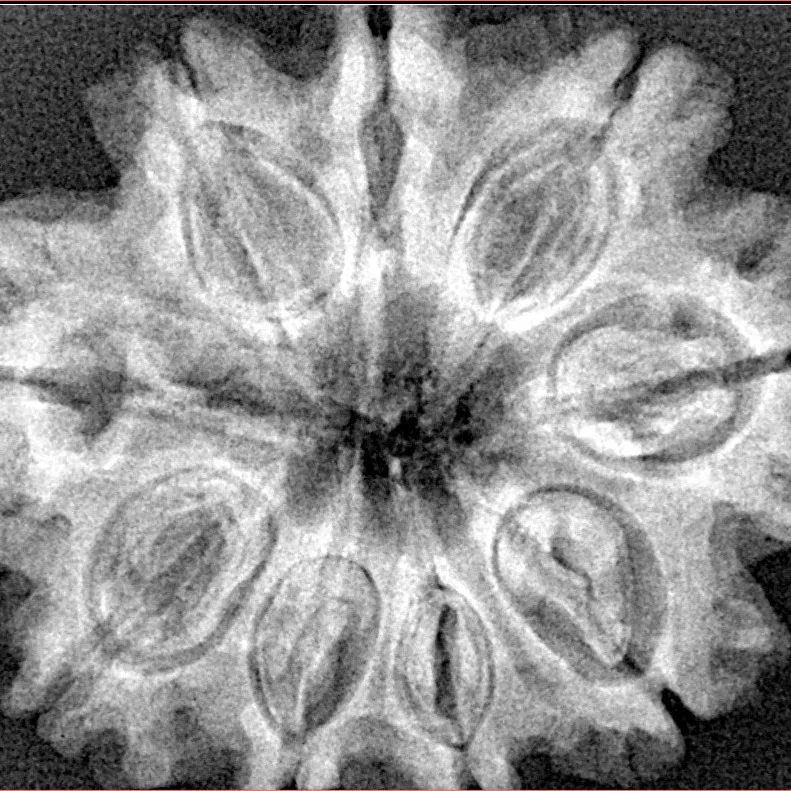 9 Mukhi Rudraksha 31.4mm 6.25gm - Xray