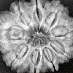 9 Mukhi Rudraksha 29.8mm 7.54gm - Xray