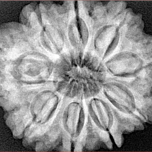 9 Mukhi Rudraksha 29.8mm 7.54gm - Xray