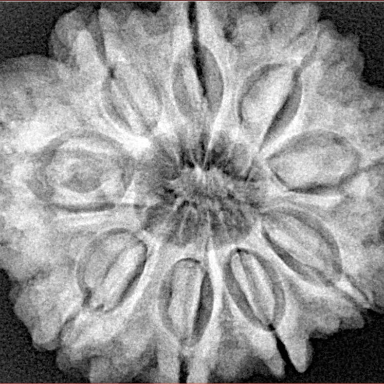 9 Mukhi Rudraksha 29.8mm 7.54gm - Xray