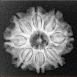 8 Mukhi Rudraksha 23.3mm 4gm - Xray