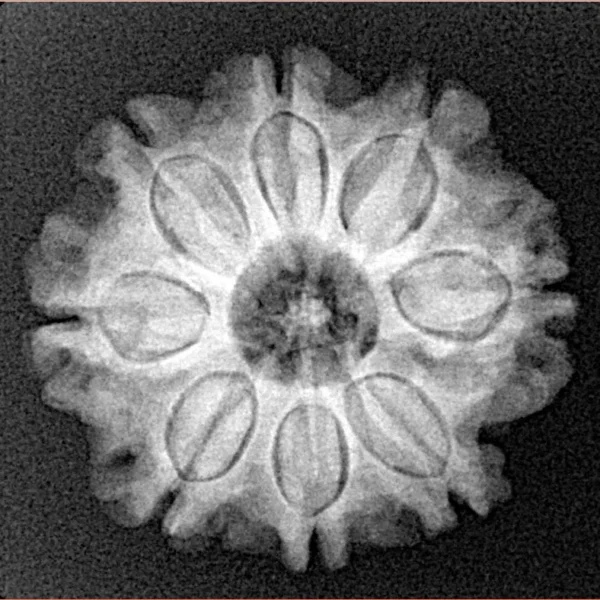 8 Mukhi Rudraksha 23.3mm 4gm - Xray