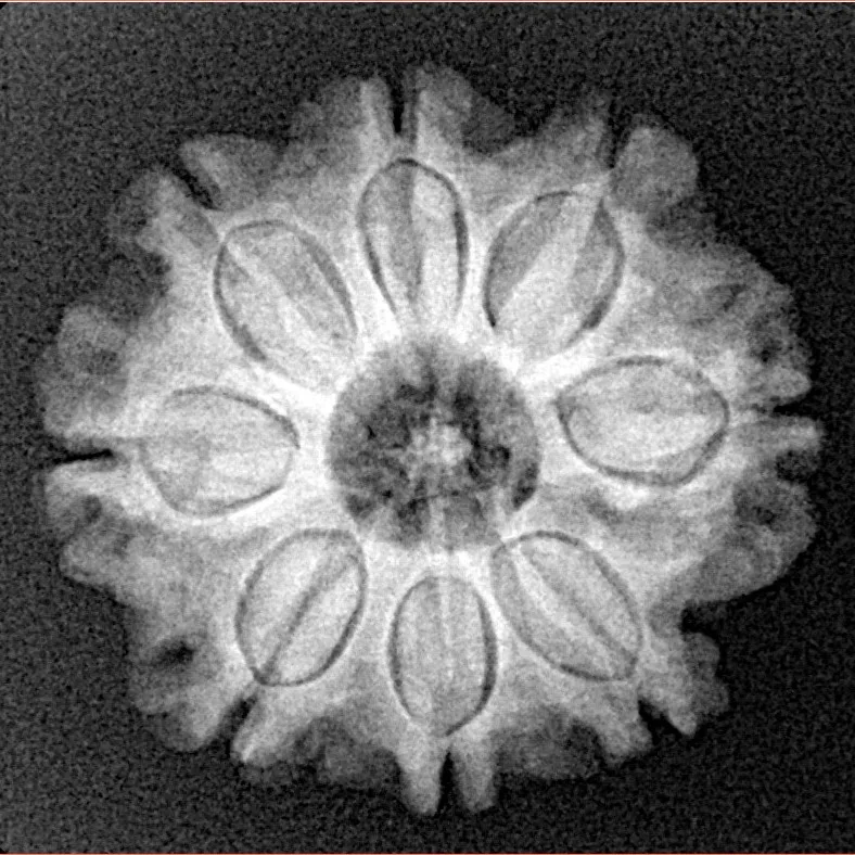 8 Mukhi Rudraksha 23.3mm 4gm - Xray