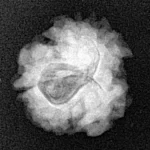 1 Mukhi Rudraksha 18.3mm 2.13gm - Xray