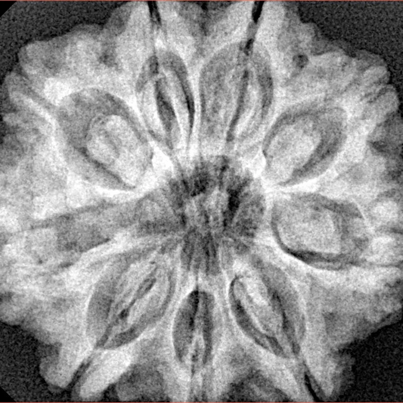 9 Mukhi Rudraksha 28.9mm 6.69gm - Origin: Nepal - Xray