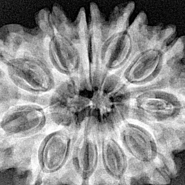 11 Mukhi Rudraksha 32.4mm 6.33gm - Xray