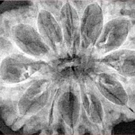 12 Mukhi Rudraksha 34.3mm 6.36gm - Xray