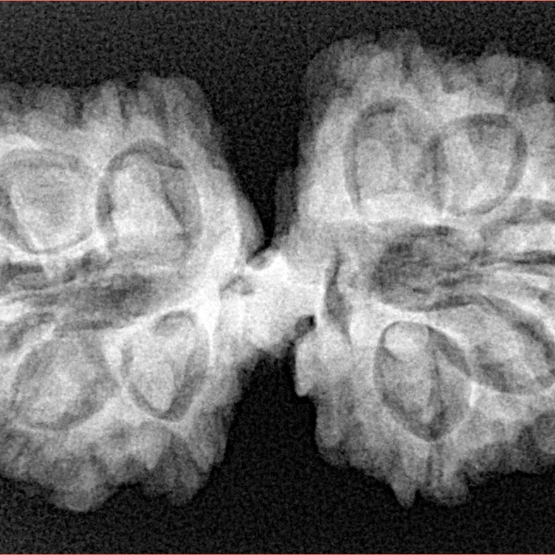11 Mukhi G.S & Ganesh 35.1mm 6.26gm - Xray