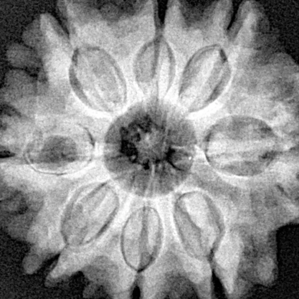 8 Mukhi Rudraksha 27.2mm 6.37gm - Xray