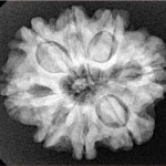 8 Mukhi Rudraksha 25.6mm 5gm - Xray