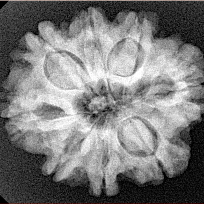 8 Mukhi Rudraksha 25.6mm 5gm - Xray