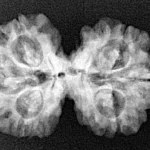 6 Mk Gaurishankar 28.8mm 4.16gm - Xray