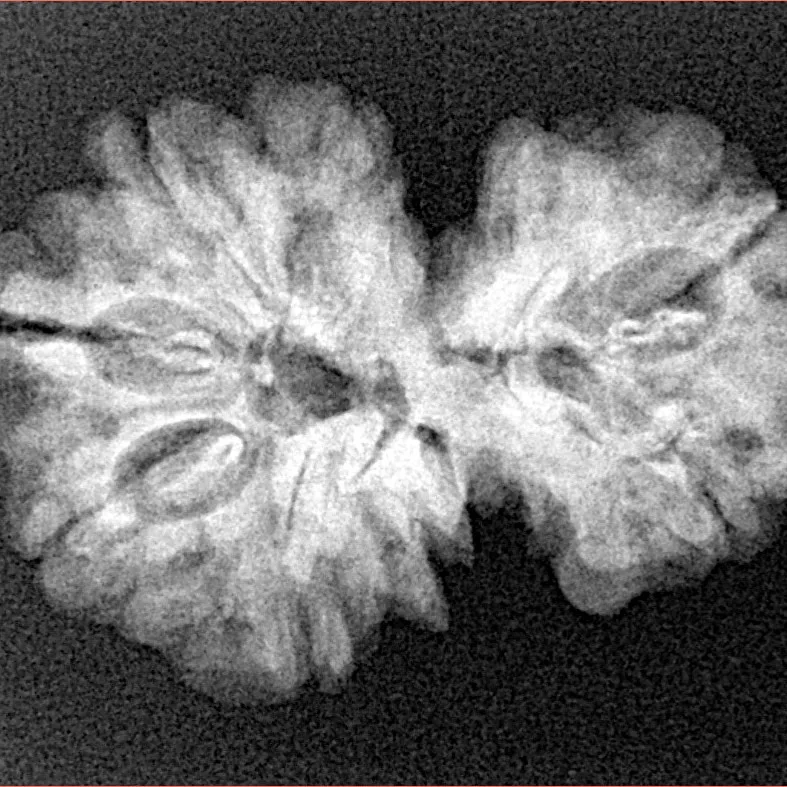 7 MK Gaurishankar 27.1mm 3.91gm - Xray