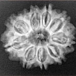 10 Mukhi Rudraksha 24.7mm 3.37gm - Xray