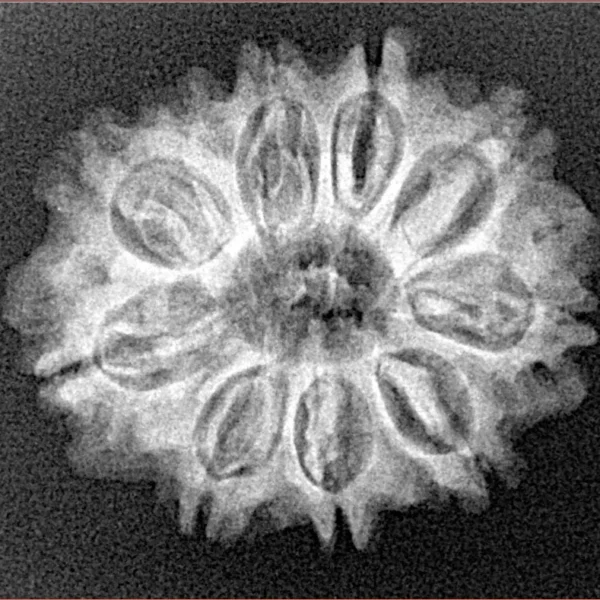 10 Mukhi Rudraksha 24.7mm 3.37gm - Xray