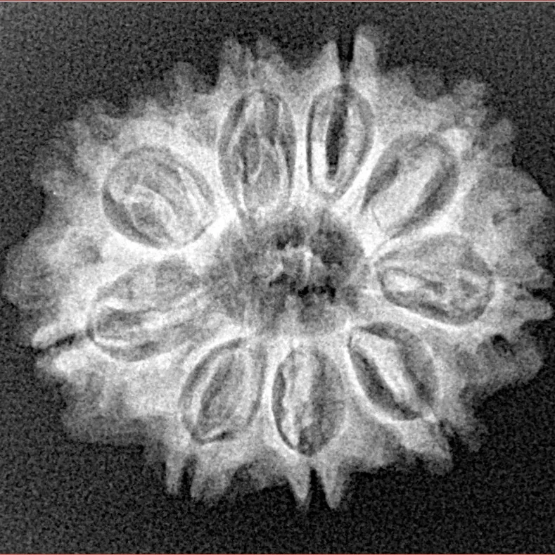 10 Mukhi Rudraksha 24.7mm 3.37gm - Xray